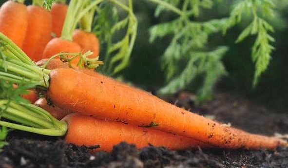 酸碱平衡|这4种蔬菜对肝脏有好处，具有清热养肝，增强身体抵抗力！