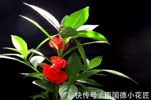 包红|小桃红呀小桃红:今夜轻轻眠,明晨可见奇?