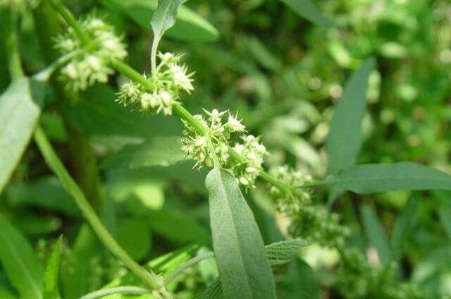 食用|这种“野菠菜”,割完玉米地就出来,营养价值高,很少见