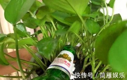 花卉|悄悄告诉你,养花高手都会的10个“小妙招”,学会以后,事半功倍