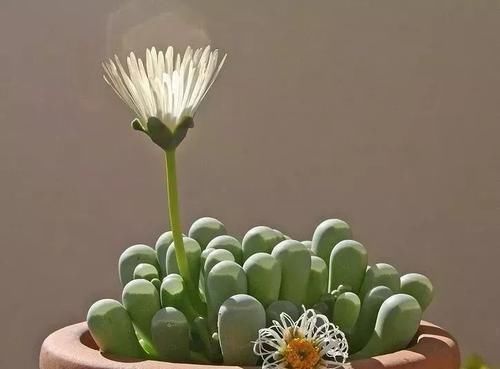 钱串景天|5种长相稀奇的多肉,养小花盆里照旧开花,可养很多年