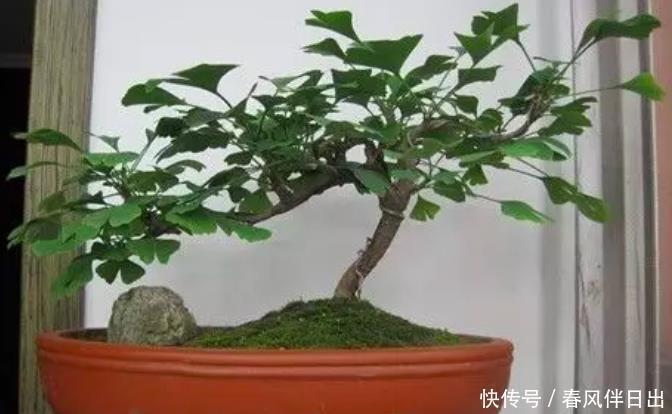 秋天的银杏美到窒息,快来学习如何养在家里