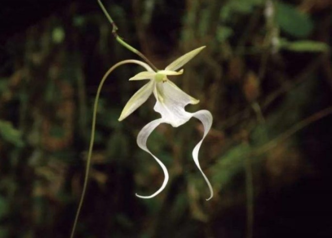 全球最贵兰花，在中国发现，形状怪异，价值1500万