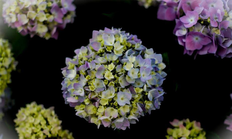 多肉上盆后多久可以晒一晒太阳