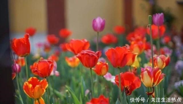 旧农舍改造成花园，一年四季花开不断，邻居看了羡慕的不得了！