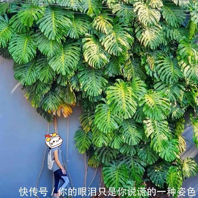 惹不起的花，叶子直径3米大，一片叶子盖住3个人