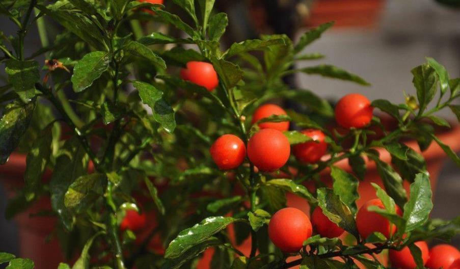 4种可以结果的小盆景,好养好看上档次,养在家里吉祥美满寓意好