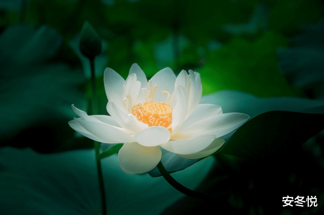 疏竹&真正优秀的人,拥有这三种品质