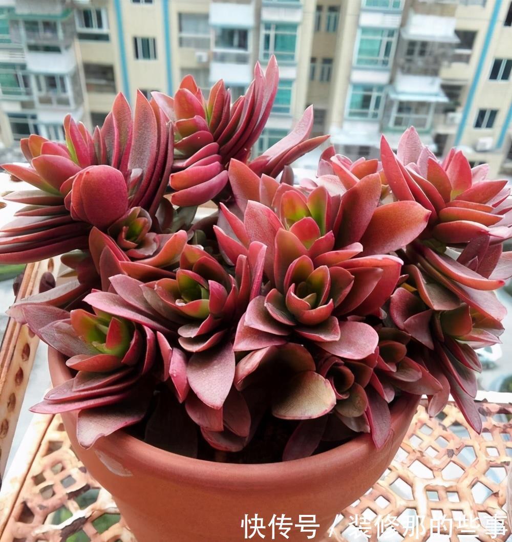 玄月|多肉可以晒太阳吗?注意2点,越晒颜色越好看,顺利出状态