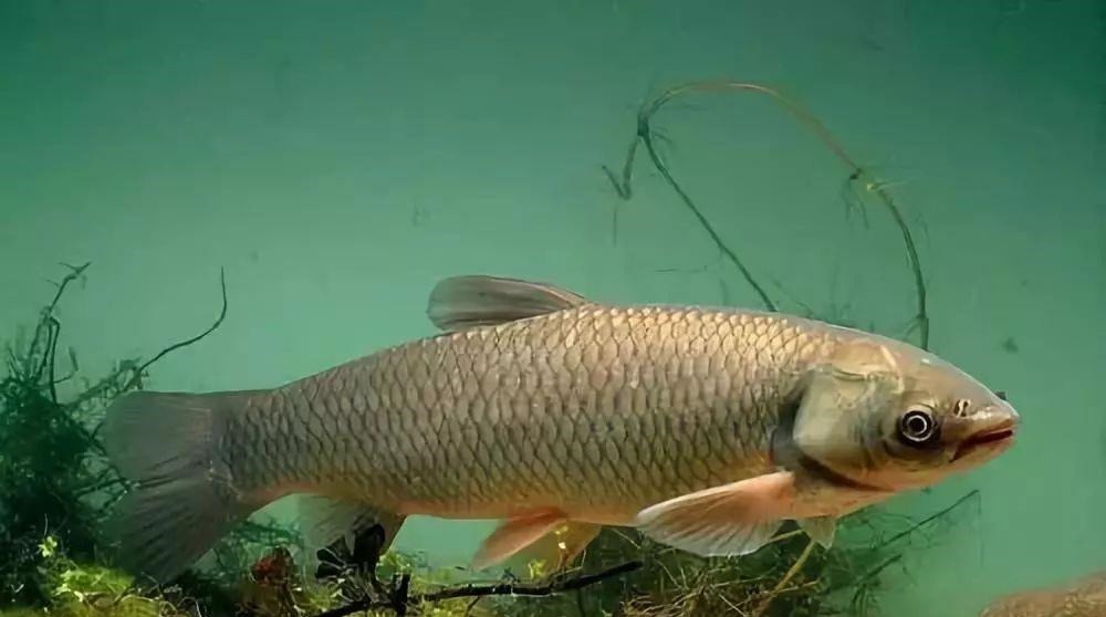 钓鱼必须鱼钩必须躺底打破传统方式,钓底钓浮都上鱼