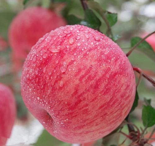 减肥|吃苹果的三个黄金时间，吃对时间减肥功效翻倍，你们吃对了吗？