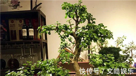盆景|想要养一盆好看的金枝玉叶,教你一招,长成老桩,人人见了都夸美