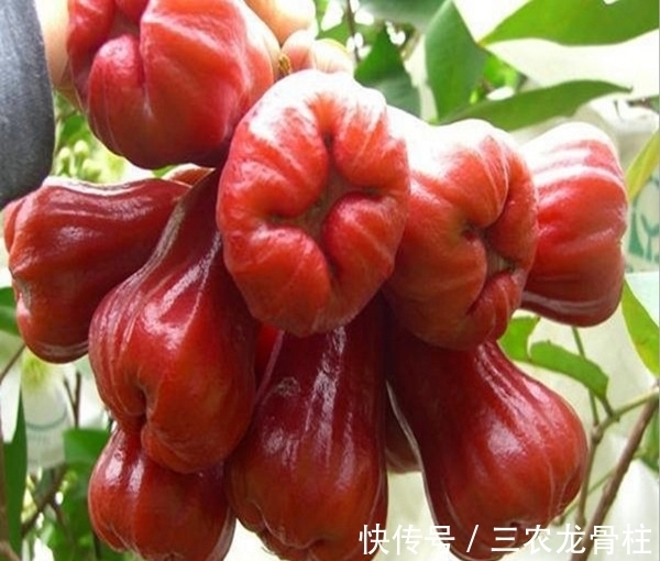 荔枝|养花不如栽果树,试试种几款果树,果子大又甜