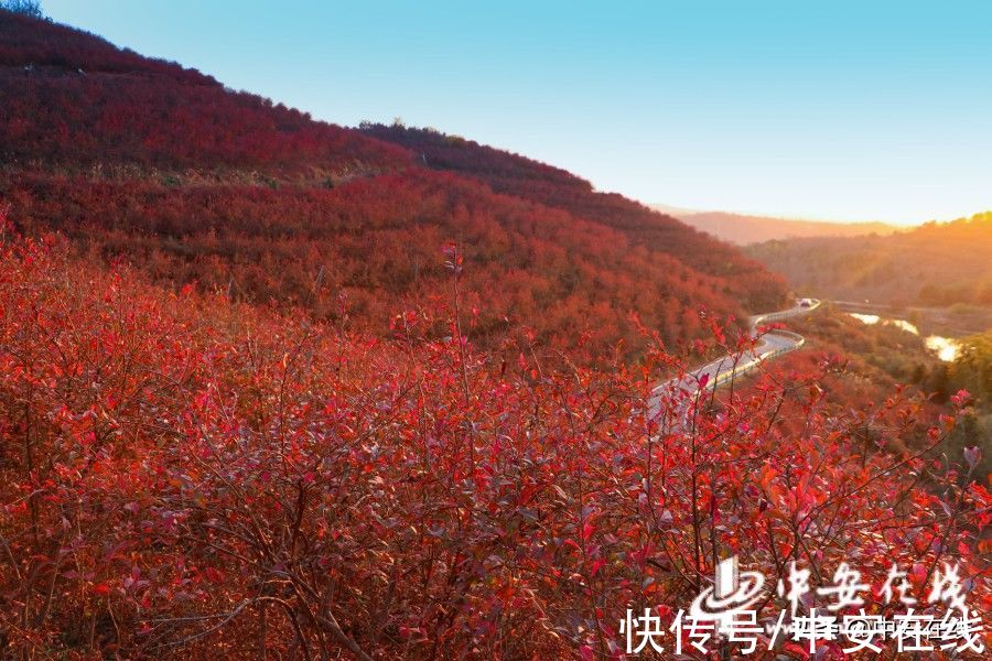 乐华村|安徽庐江：千亩蓝莓染红半座山