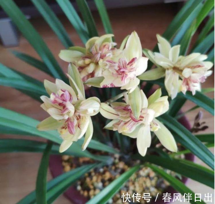  4款花超美艳的，开花惊艳如花球，花大色艳花期长