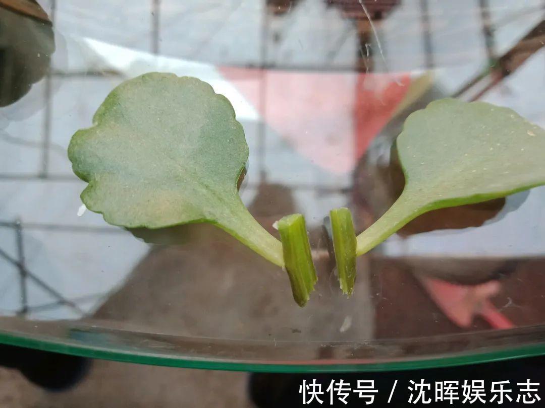 非洲堇|这花送人,只用送一片叶子,插土就活不心疼!