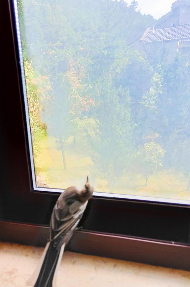 翠微宫|飞鸟诗词14首:城外粉桃开又早。听啼鸟,绿杨阴里莺声巧