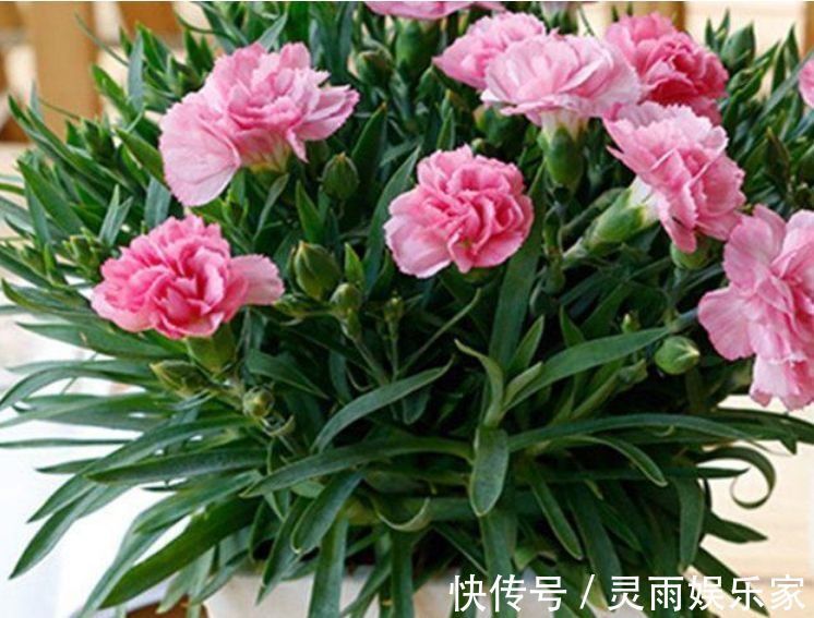 适合新手养的几种花，好活易爆盆，开花美长势旺