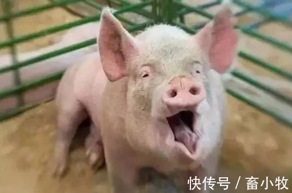猪群|猪咳嗽用什么药效果好?猪咳嗽怎么治最有效?本文教你好方法
