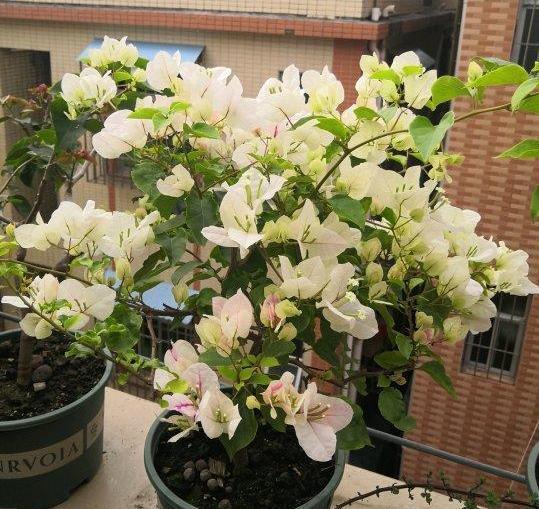 想要盆栽三角梅花团锦簇就从4方面入手,保管1个月花满枝头