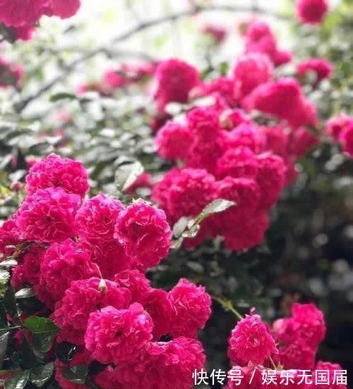 花朵|淘汰月季吧！阳台栽上“此花”，花朵艳、香气浓，还好养