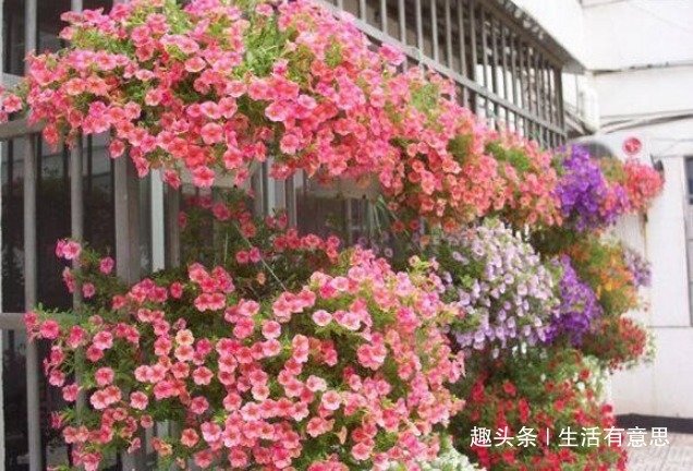 阳台爆盆首选，百万小玲，养护很简单，注意4个细节，花开200天