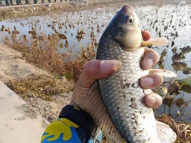 冬天选钓位，这3个地方一定要去，肥肥的大鲫鱼一窝一窝的！