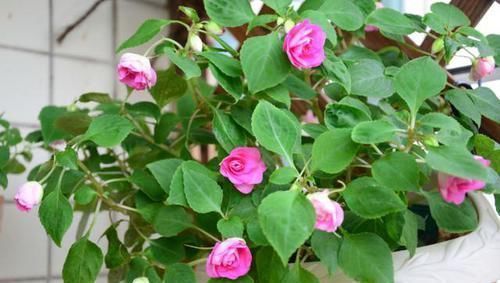 泡过土豆丝的水,别着急倒掉!拿来浇花,一年能省不少钱