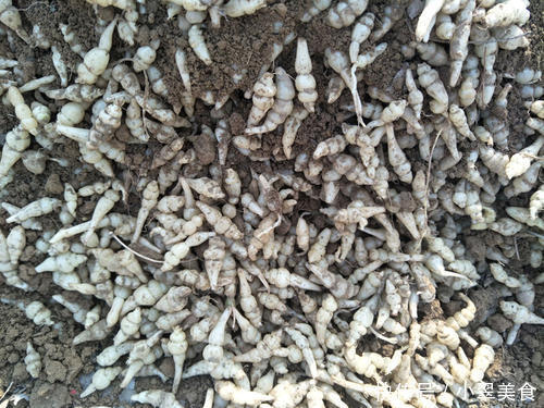 儿时当零食吃,每次到山里挖几十斤,如今成咸菜明星,一斤20多元