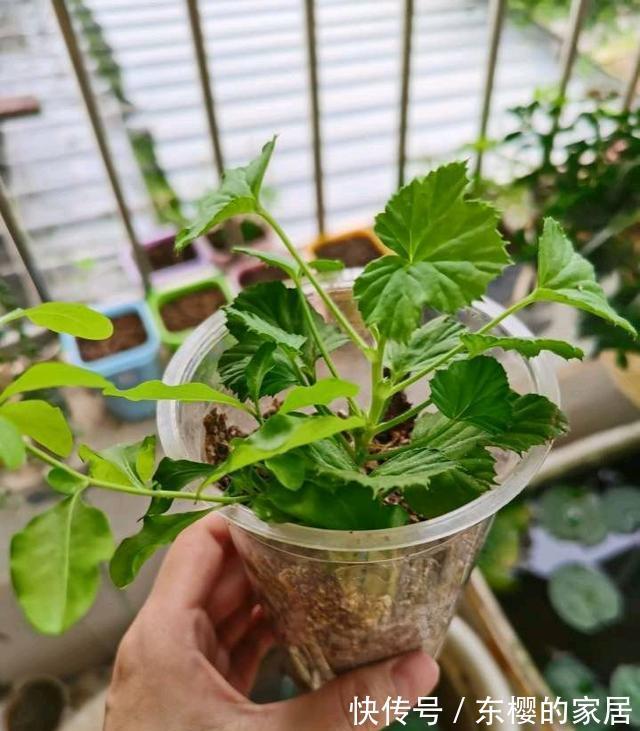 种花|三伏天,这三种花要备份,好处多多,年年有花看