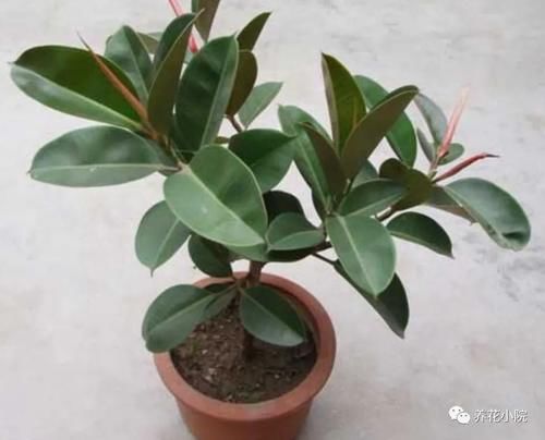 养橡皮树，春天“剪一刀”，侧枝长得多，树形更美观