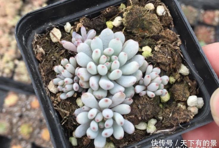 用塑料小黑方来养多肉并不是不可以,但它的优劣性你得先知道