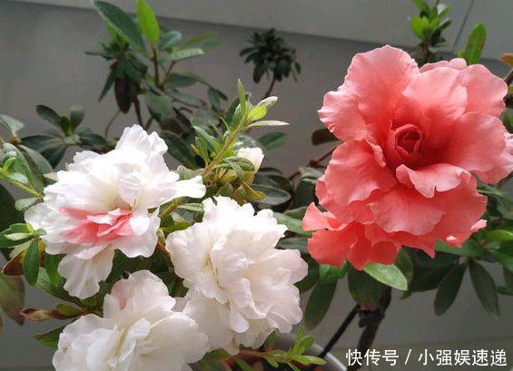 叶片|刚买回来的杜鹃栀子花,叶片泛黄发蔫,学会这几招就可以恢复