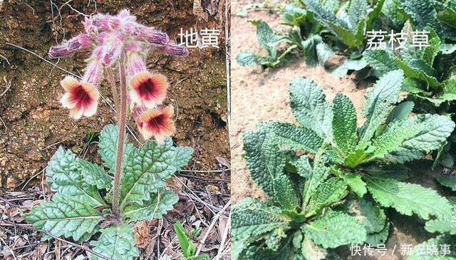 雙胞胎|農(nóng)村5對(duì)“雙胞胎野菜”,城里人傻傻分不清,第5對(duì)農(nóng)村人也搞混