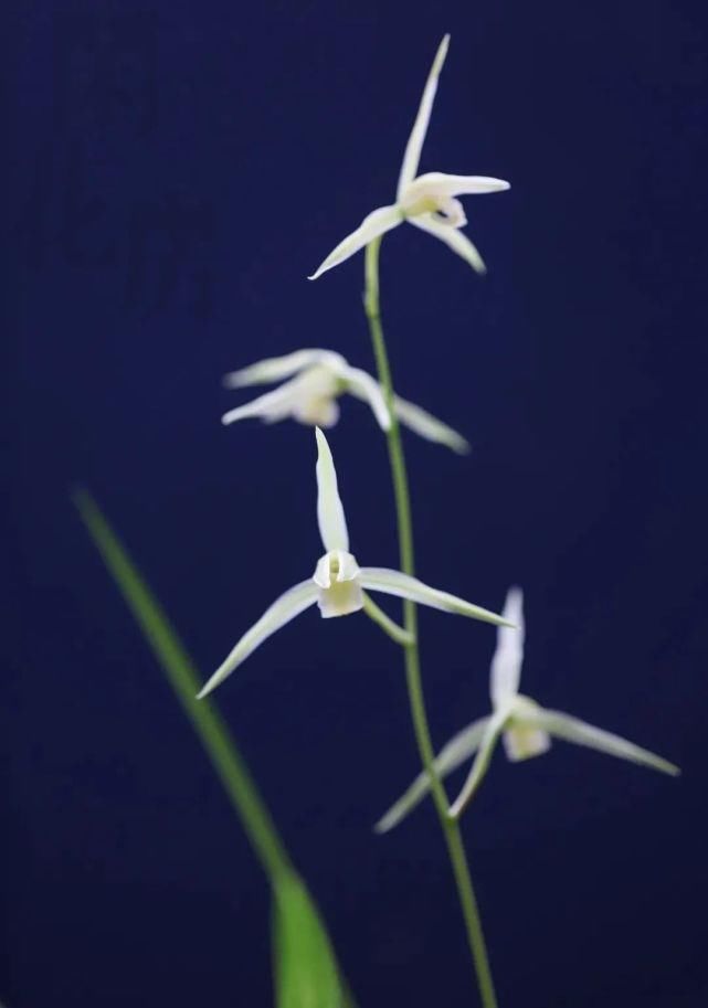 丸姬|日本寒兰欣赏