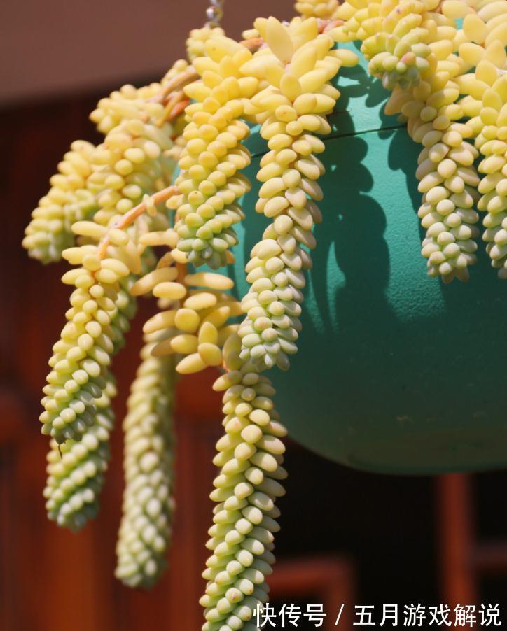 淡雪|推荐新手养的8种多肉,随便一扔都能活,真是新手的福音