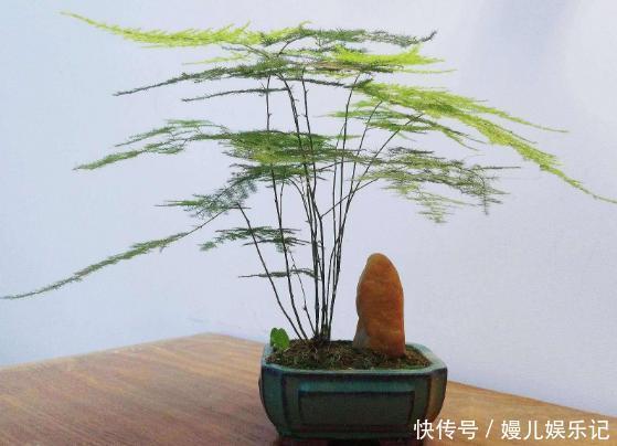 厕所|家里养这10样植物,摆放位置得讲究点,不然一盆都留不住