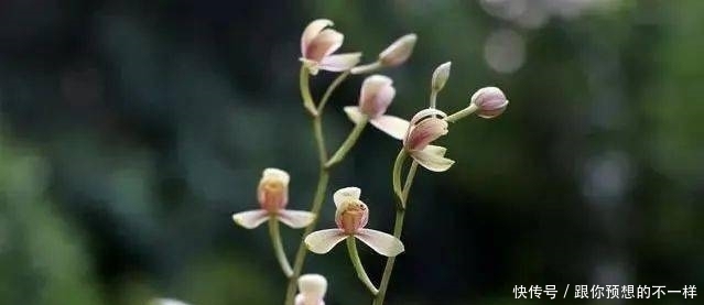 兰花有“三喜三怕”,顺着它养护,顺利春化,独苗绽放层叠群兰