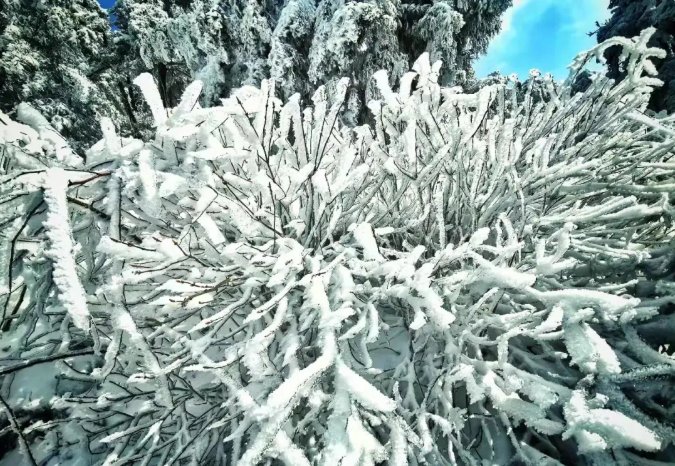 雾凇|绝了！天台冬季美景，宛如冰雪世界！一天看8小时都不够!