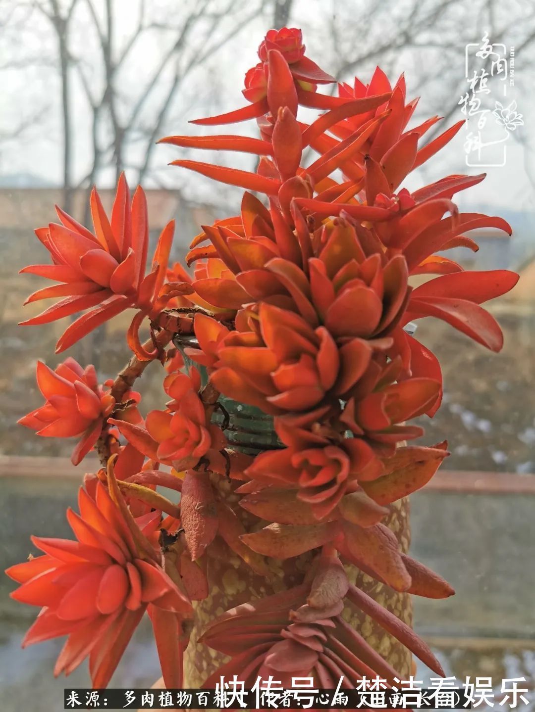 三色堇|懂得珍惜的人,才值得拥有更多美好的事物!养多肉也是如此!