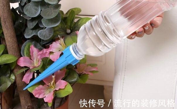 茉莉花|家里养殖的花卉在度夏时，最怕的不是温度高，而是怕乱浇水