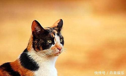 流浪猫被警局奖励别墅只因捕鼠能力出众,猫咪全靠本事吃饭