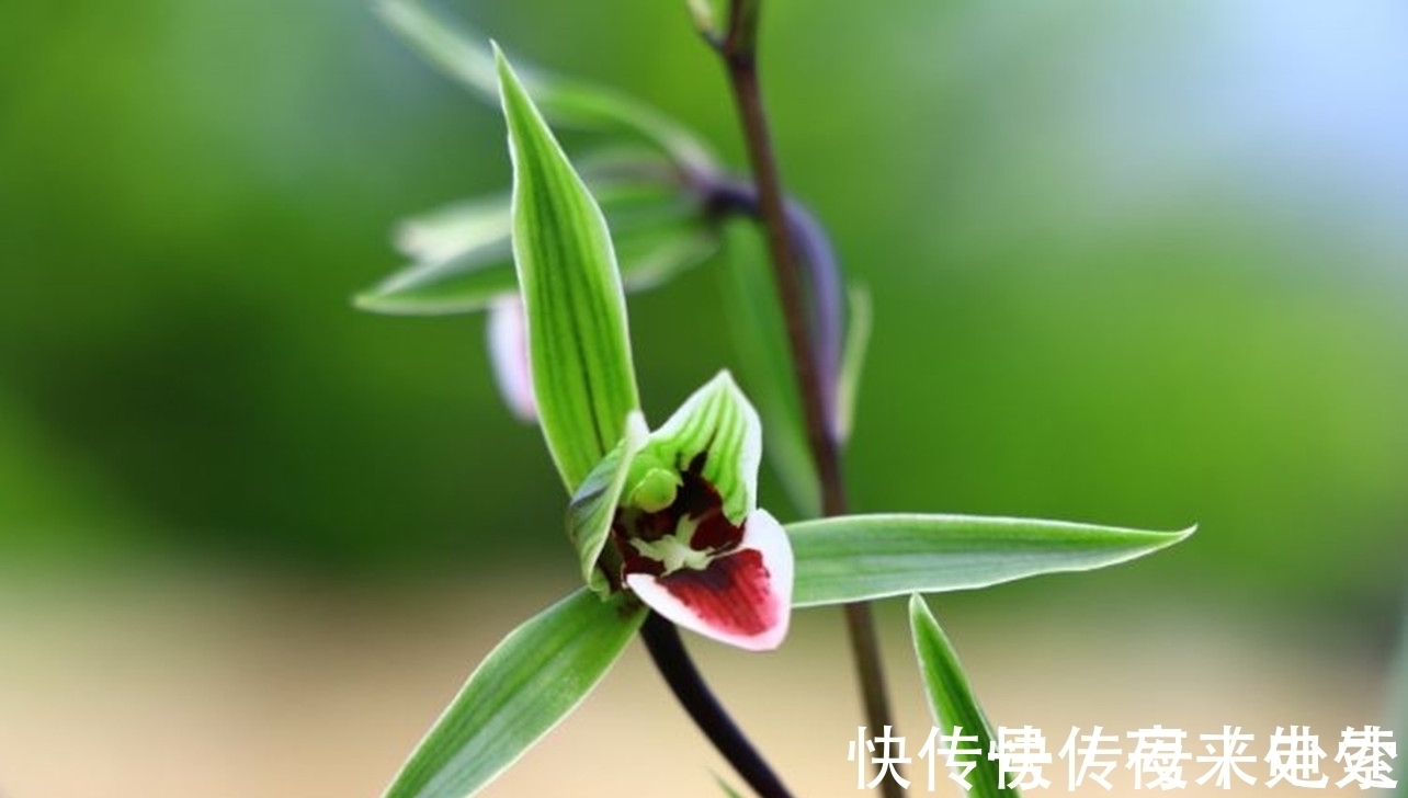 花瓣|此兰花是我国“独有”,古香古色,花姿修长而清瘦,不输名贵品种