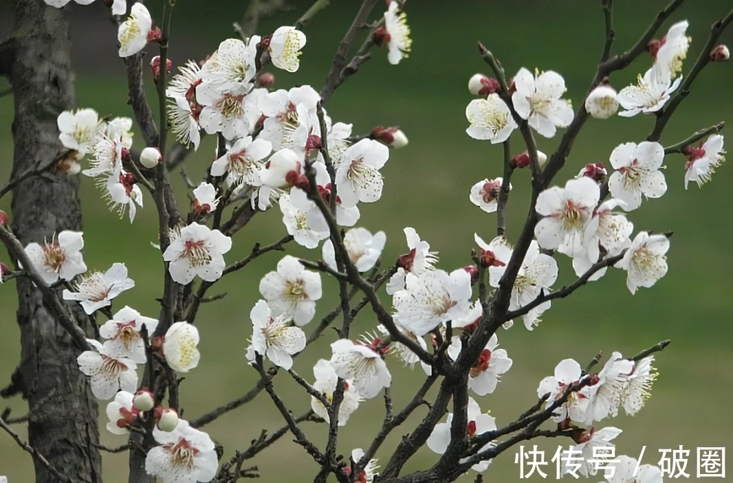 干货分享（诗佛）诗圣,诗鬼,诗佛,诗仙,诗豪都是谁? 第7张