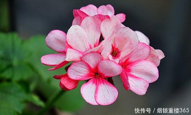 养花就养3种耐旱花,花大色艳四季开花,越养越好养,人见人爱