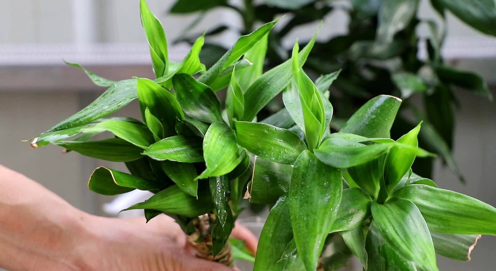 富贵竹四季常绿，这几个知识点要知道，学一学