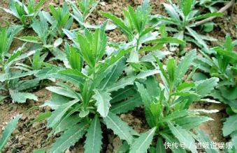 泡水|农村遍地都是的一种草,居然是一种“药材”,泡水喝还可以降血压