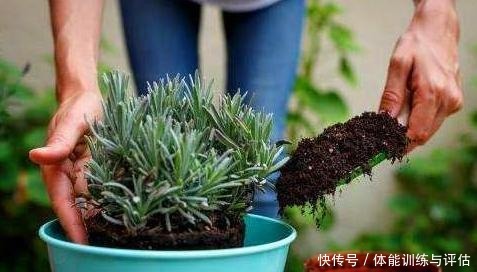 1种东西,人人都见过,砸碎晒一晒,养花盆里加一勺,叶绿花也多!