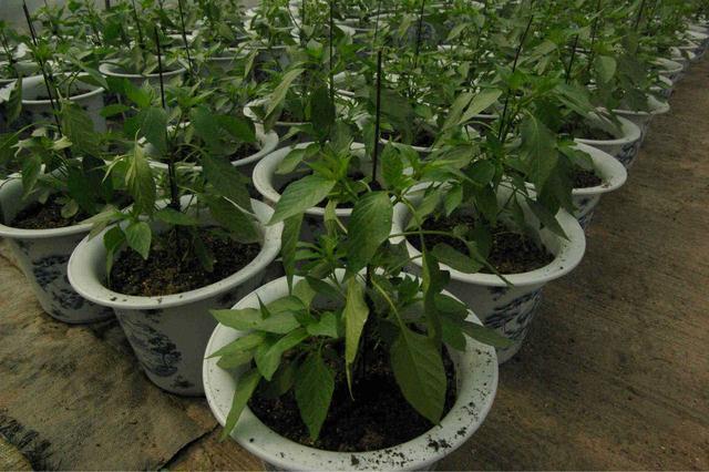 阳台种辣椒,1个油桶用处大!装满肥土,家里辣椒吃到秋天!