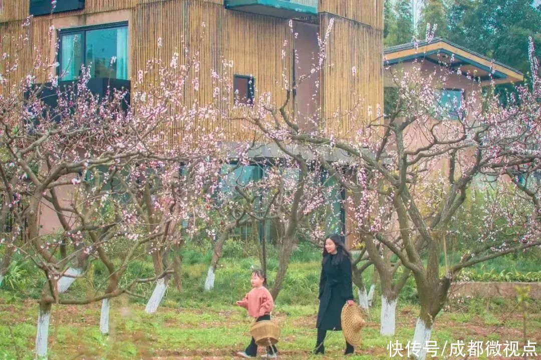 龙泉山第一波春花，来赏